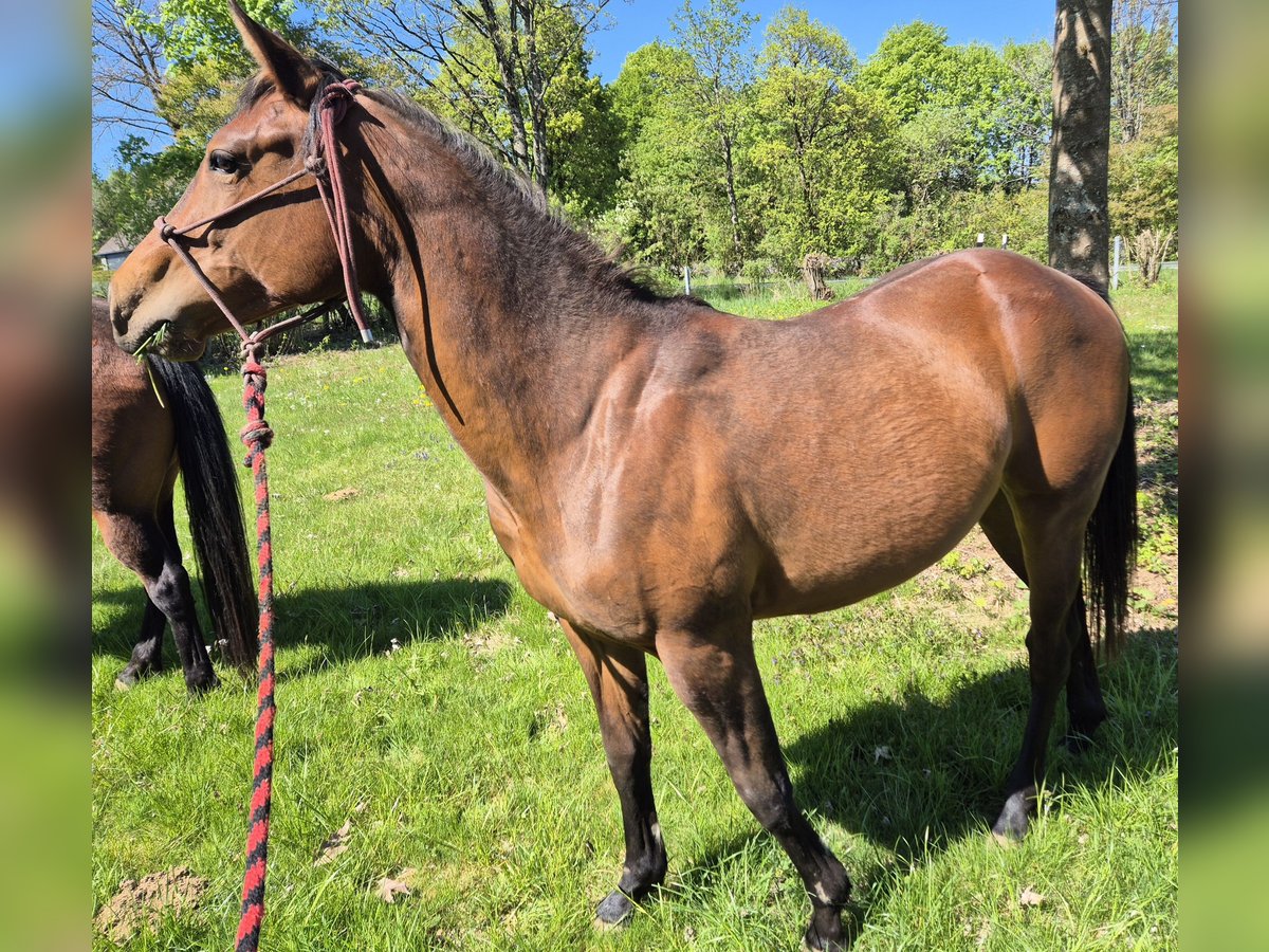 Quarter horse américain Jument 2 Ans 155 cm Bai brun in Fehl-Ritzhausen