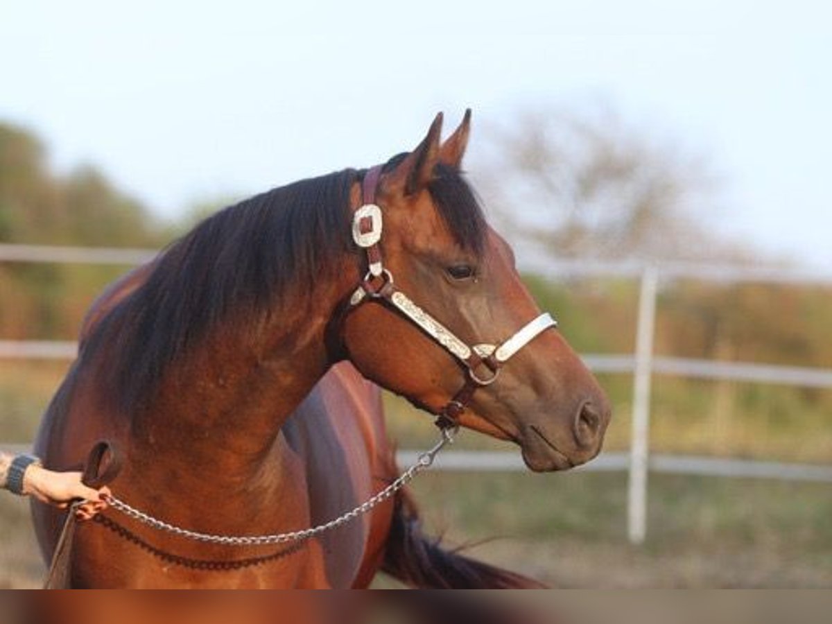 Quarter horse américain Jument 2 Ans 160 cm Bai in Herborn