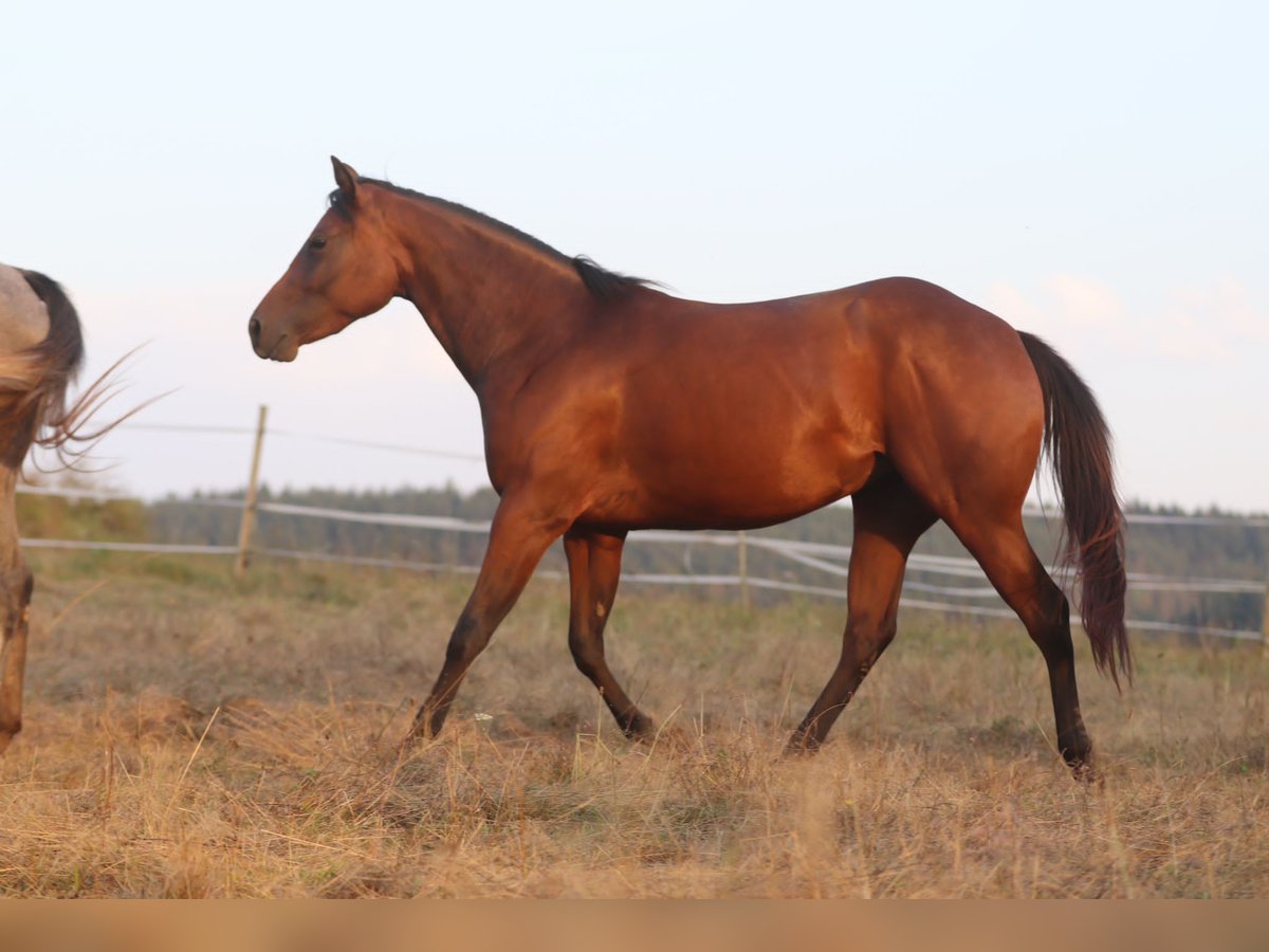 Quarter horse américain Jument 2 Ans 160 cm Bai in Herborn