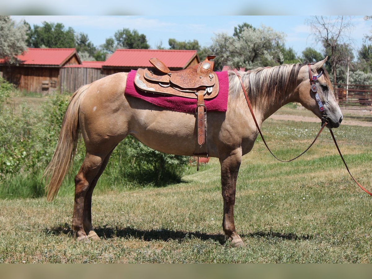 Quarter horse américain Jument 2 Ans Isabelle in Fort Collins