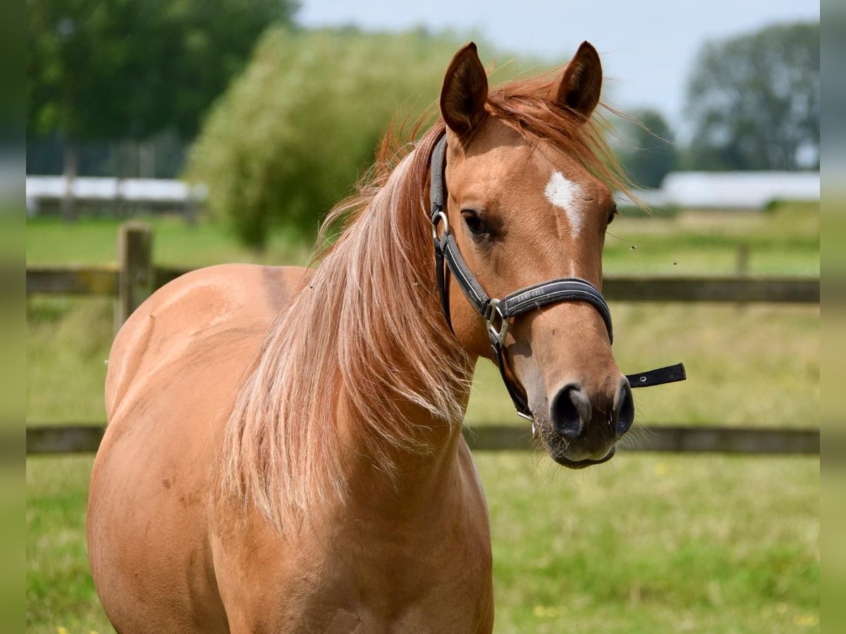 Quarter horse américain Jument 2 Ans in Vrasene