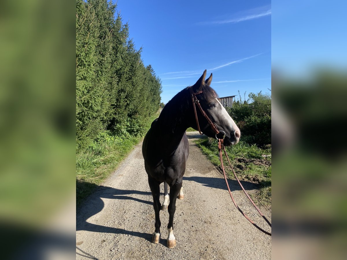 Quarter horse américain Jument 3 Ans 145 cm Gris in Kammlach Quarter horse américain Jument 3 Ans 145 cm Gris in Kammlach