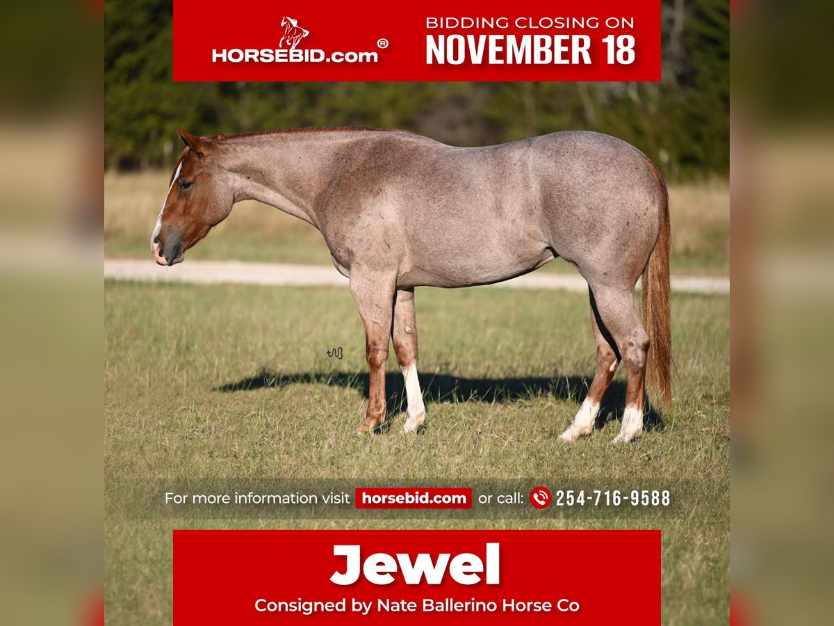 Quarter horse américain Jument 3 Ans 145 cm Rouan Rouge in Waco, TX