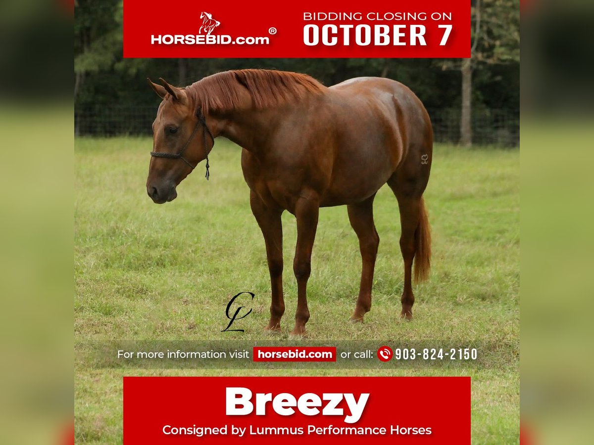 Quarter horse américain Jument 3 Ans 147 cm Alezan cuivré in Bloomburg, TX