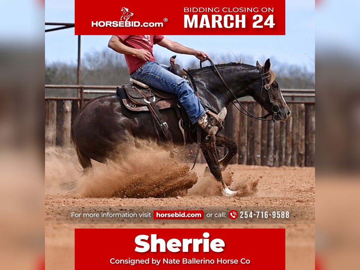 Quarter horse américain Jument 3 Ans 147 cm Alezan cuivré in Waco, TX
