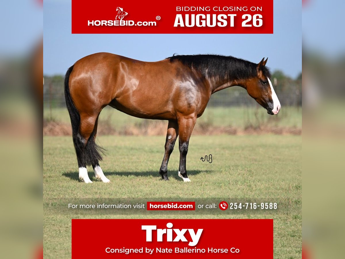 Quarter horse américain Jument 3 Ans 150 cm Bai cerise in Waco