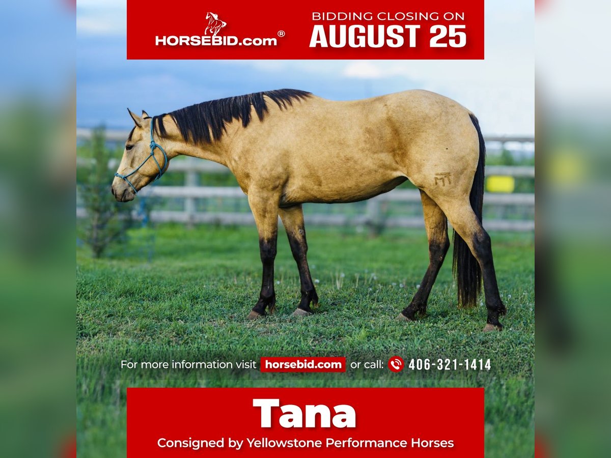 Quarter horse américain Jument 3 Ans 150 cm Buckskin in Greycliff