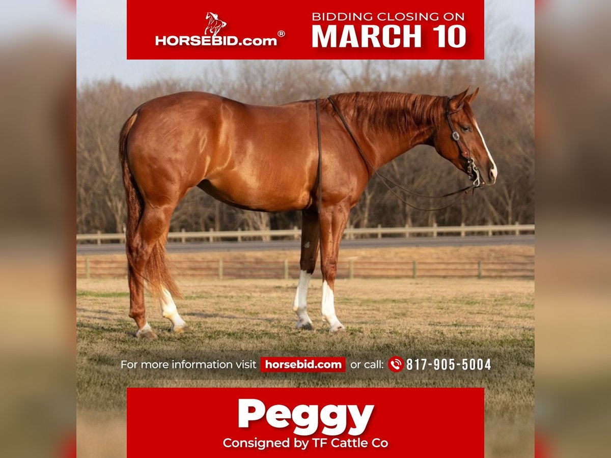 Quarter horse américain Jument 3 Ans 152 cm Alezan cuivré in Waco, TX