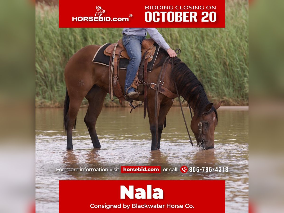 Quarter horse américain Jument 3 Ans 152 cm Bai cerise in Canyon