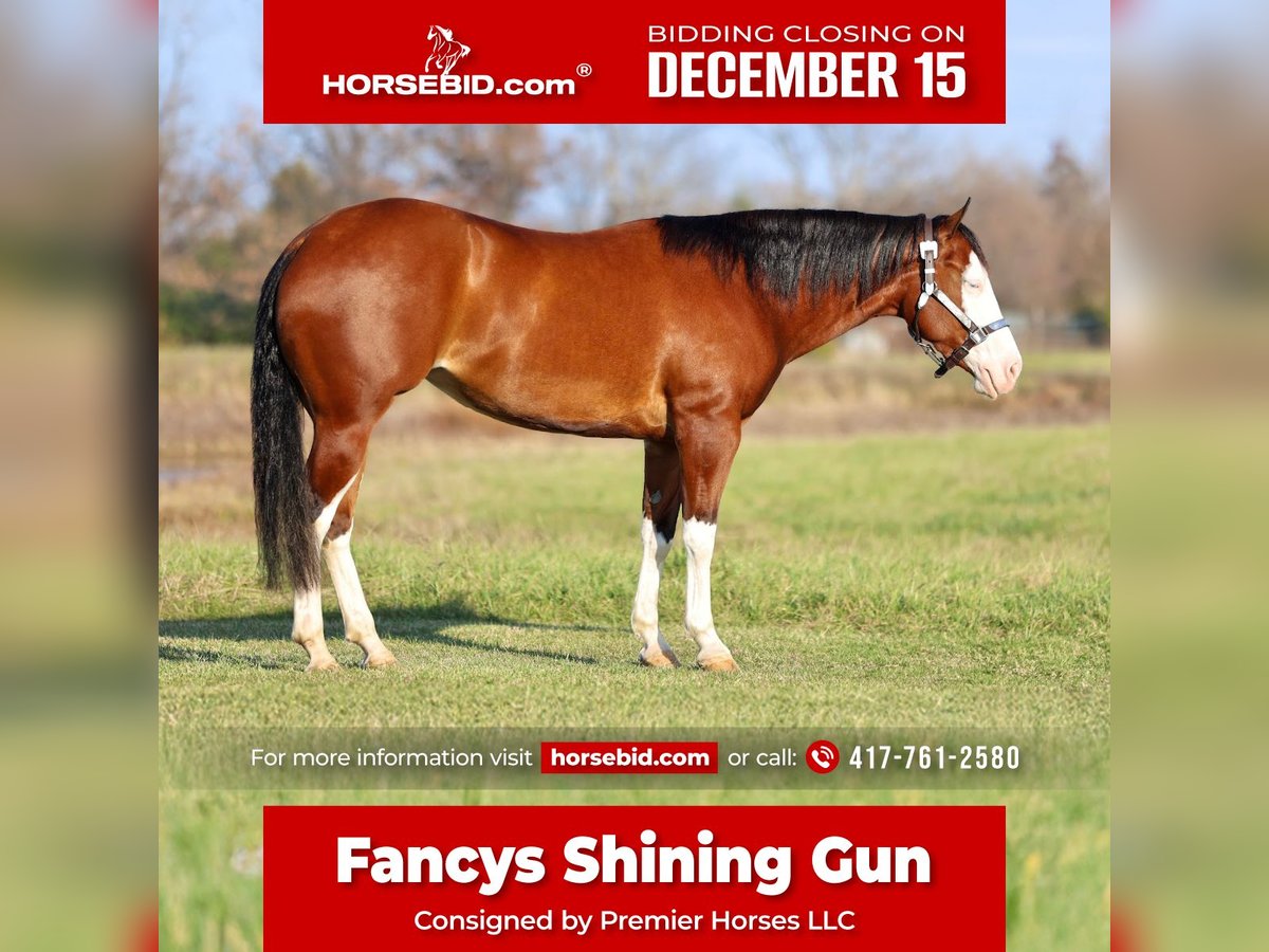 Quarter horse américain Jument 3 Ans 152 cm Bai cerise in Buffalo