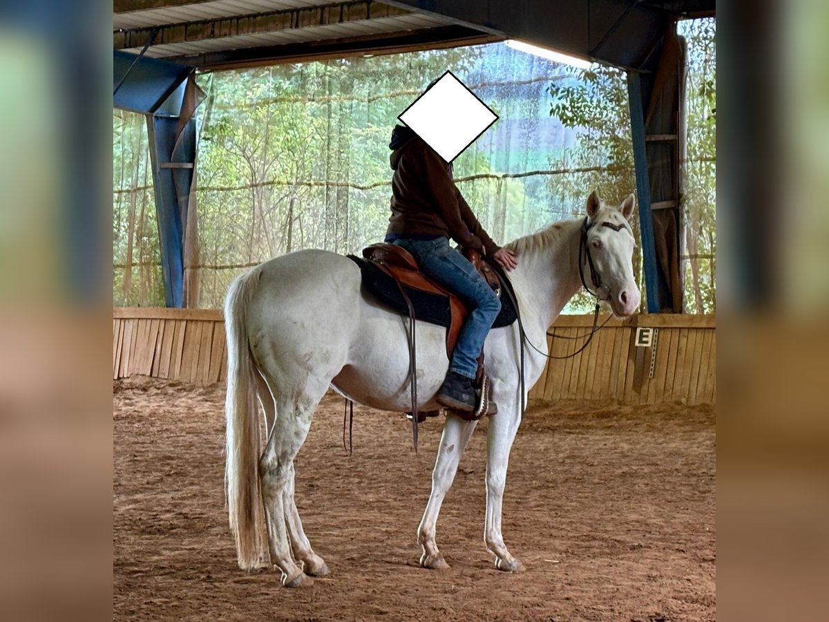 Quarter horse américain Jument 3 Ans 152 cm Cremello in Althornbach Quarter horse américain Jument 3 Ans 152 cm Cremello in Althornbach