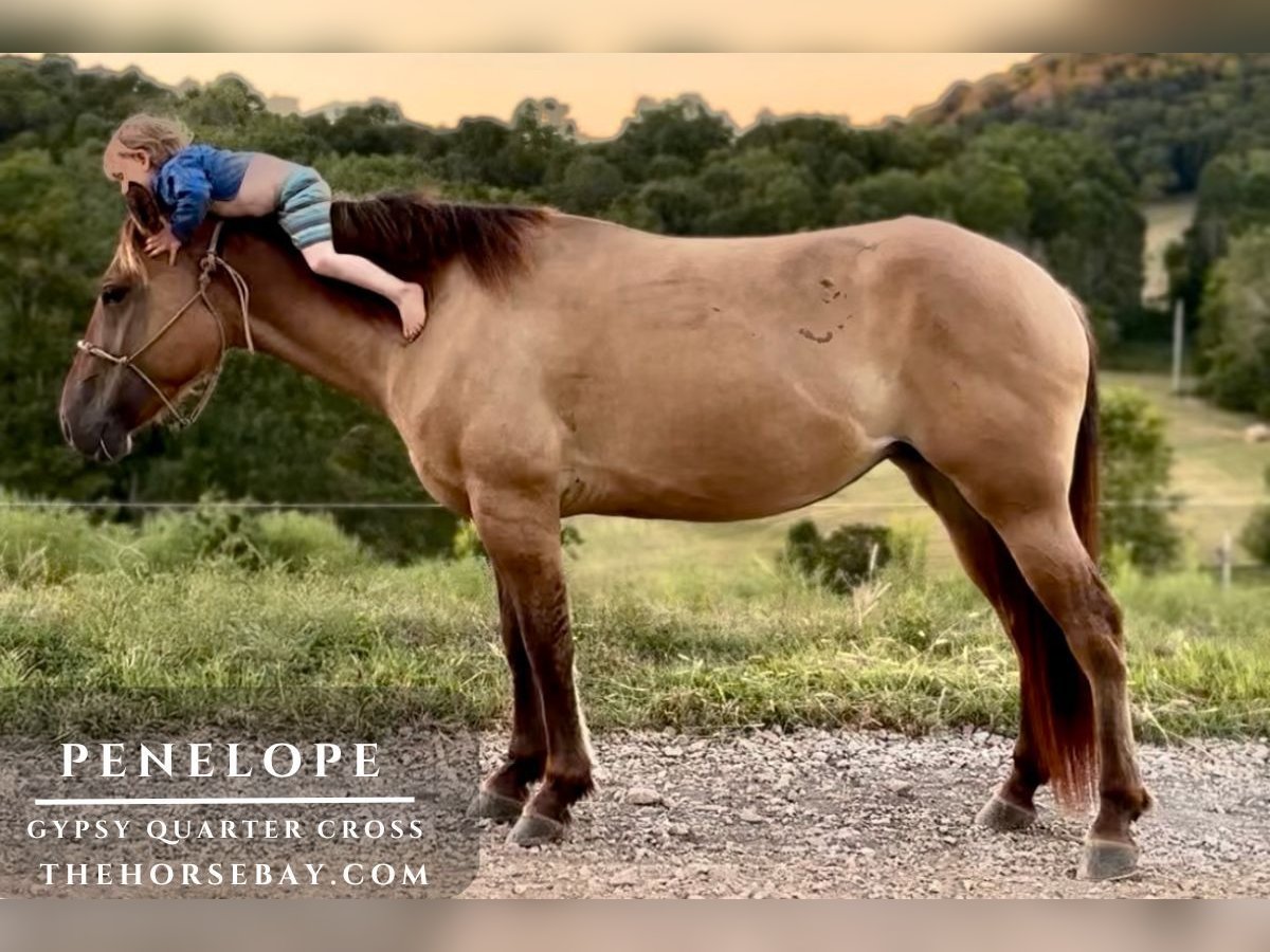 Quarter horse américain Jument 3 Ans 152 cm Isabelle in Hartsville, OK