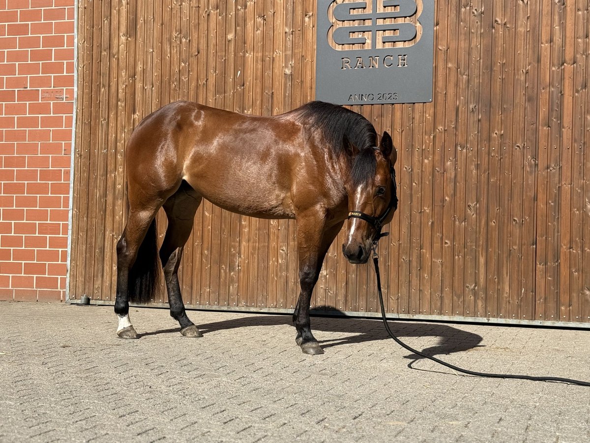 Quarter horse américain Jument 3 Ans 154 cm Bai in Lahn