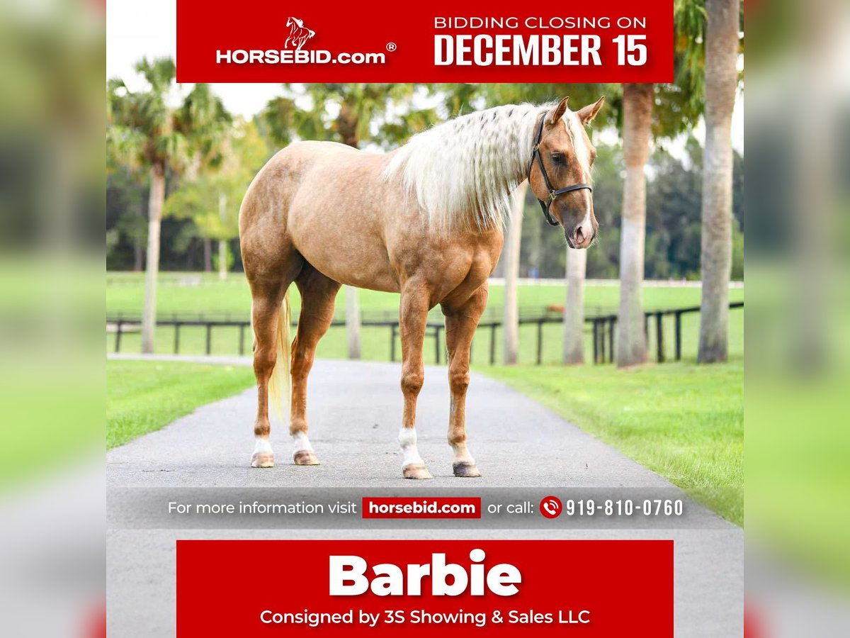 Quarter horse américain Jument 3 Ans 163 cm Palomino in Ocala
