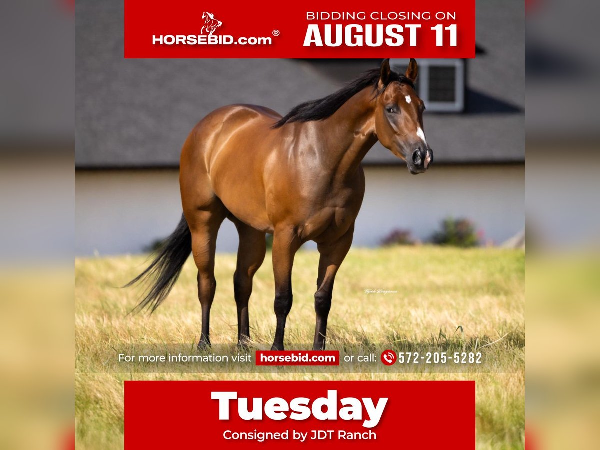 Quarter horse américain Jument 3 Ans Bai cerise in Crescent, OK