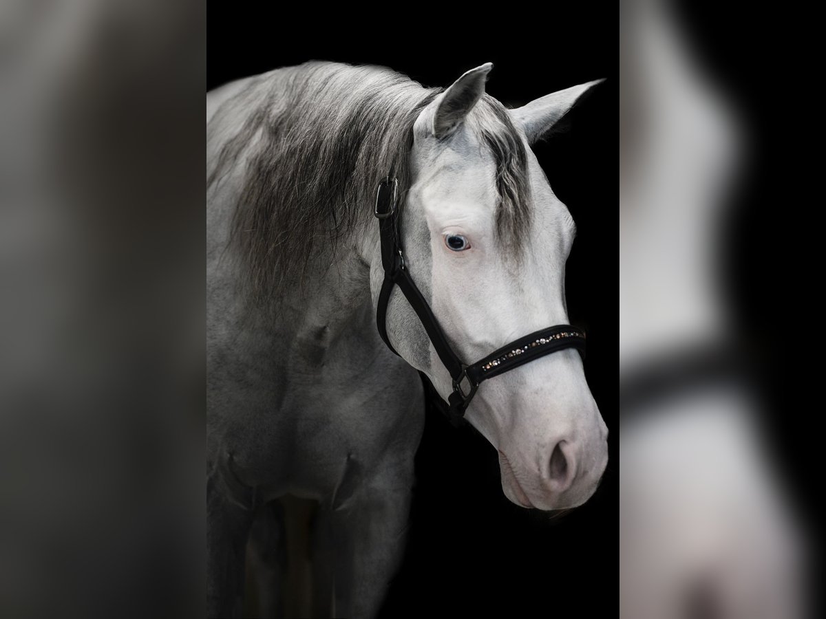 Quarter horse américain Jument 3 Ans Overo-toutes couleurs in Verona