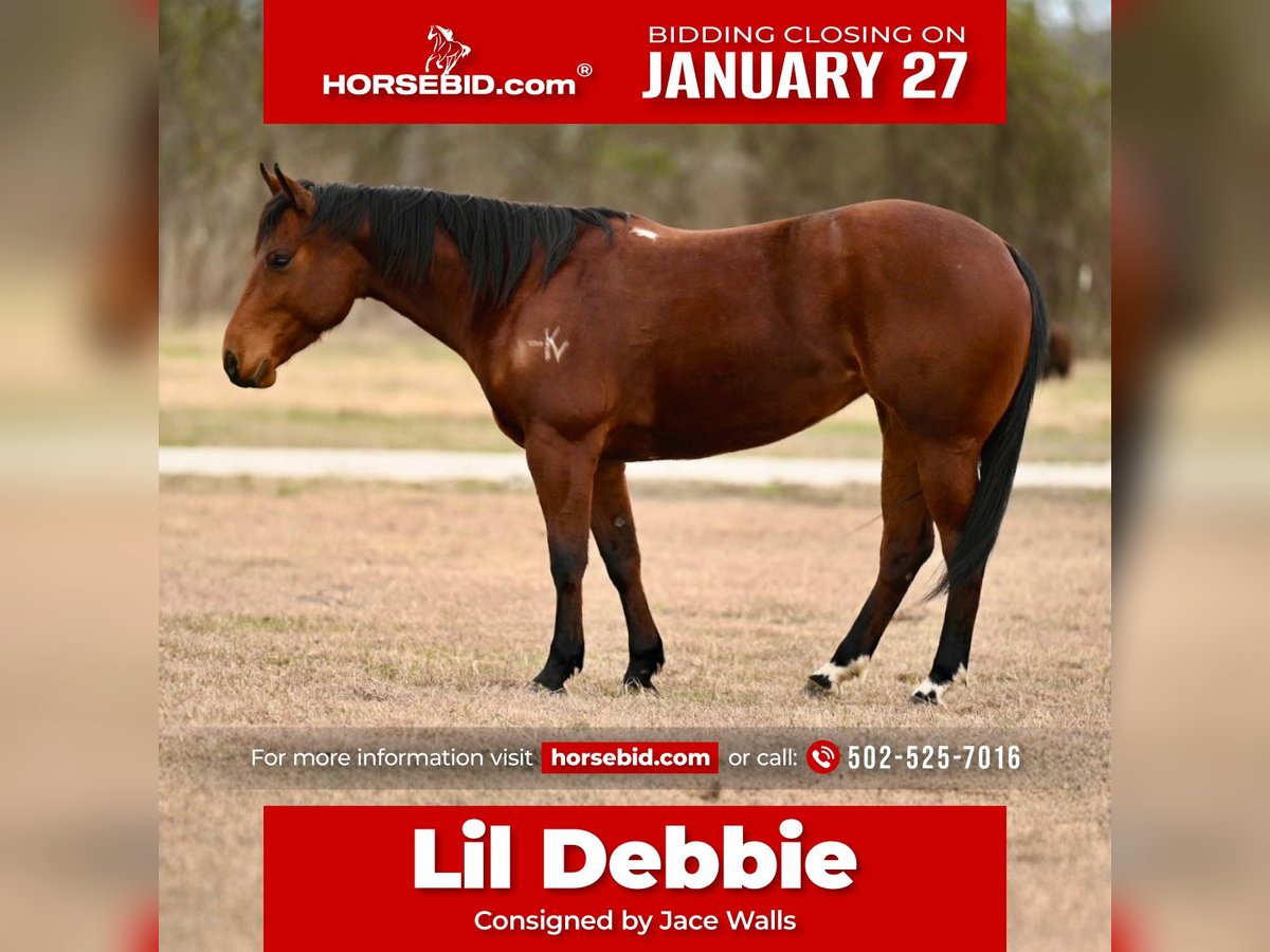 Quarter horse américain Jument 4 Ans 145 cm Bai cerise in Carrollton, KY