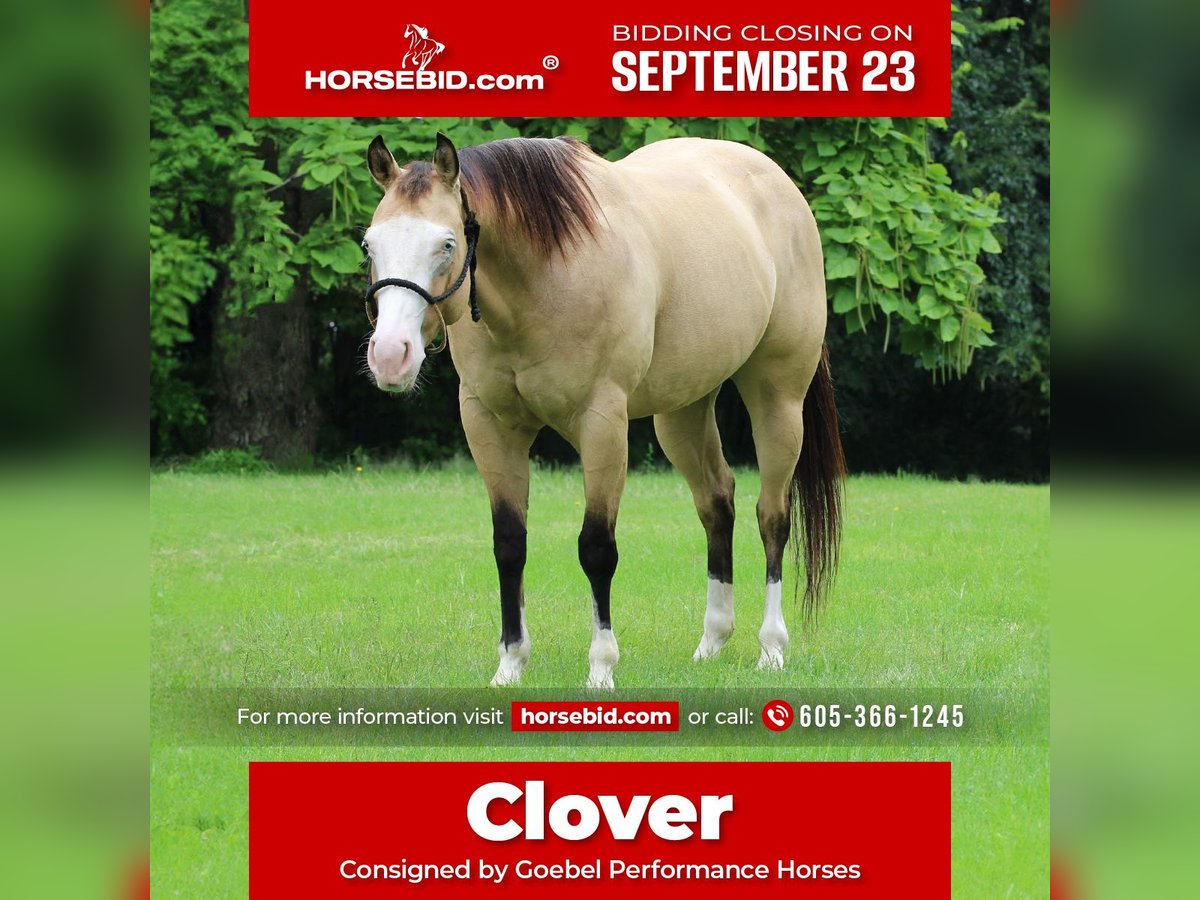 Quarter horse américain Croisé Jument 4 Ans 147 cm Buckskin in Cottonwood, MN