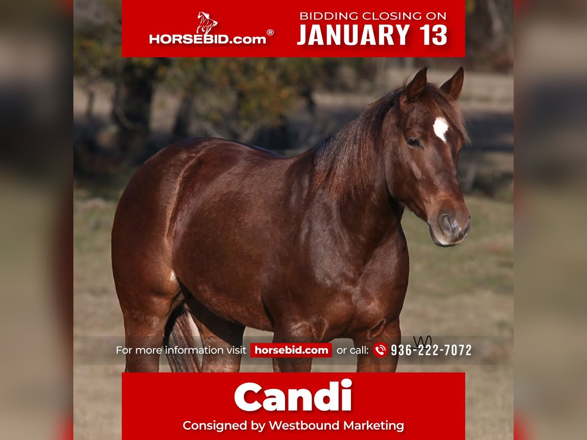 Quarter horse américain Jument 4 Ans 150 cm Alezan cuivré in Carthage, TX