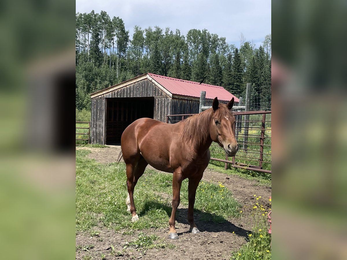 Quarter horse américain Jument 4 Ans 155 cm Alezan brûlé in Hinton, AB