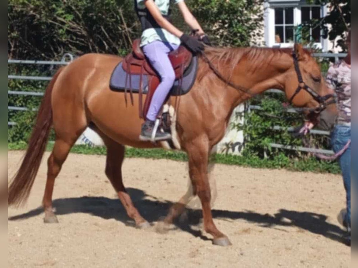 Quarter horse américain Jument 4 Ans 155 cm Alezan dun in Schiltberg