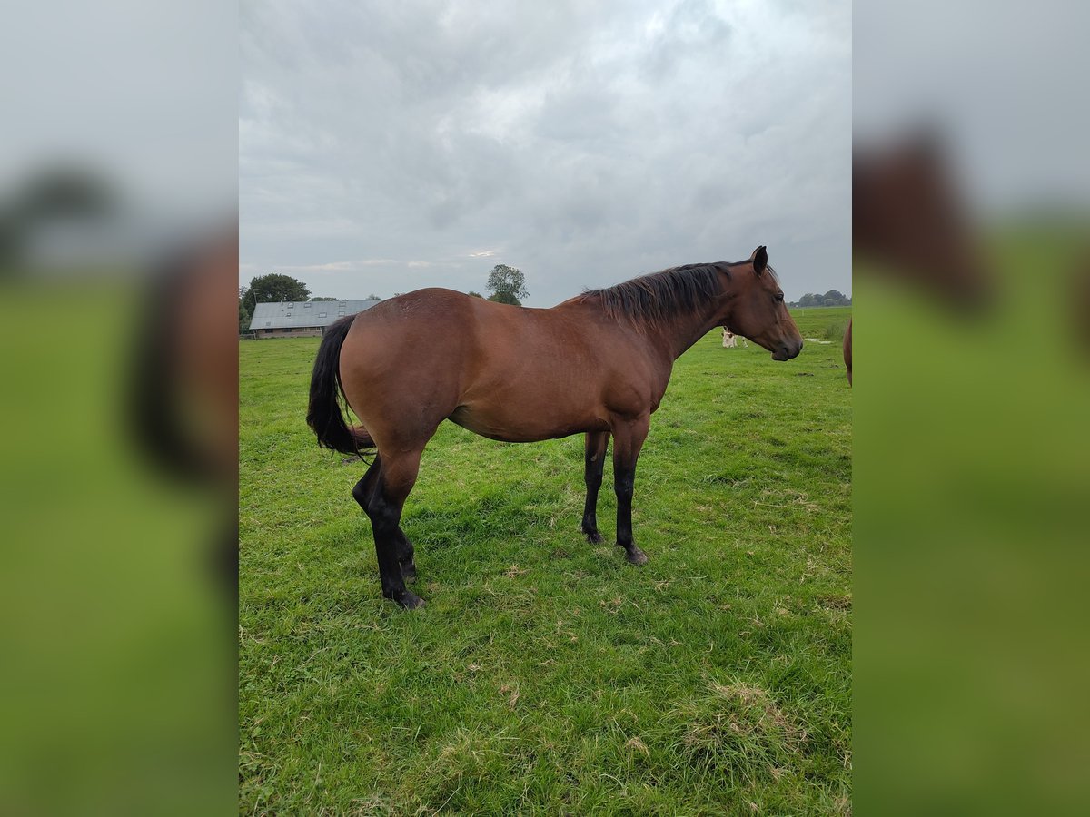 Quarter horse américain Jument 4 Ans 155 cm Bai in Vreeland