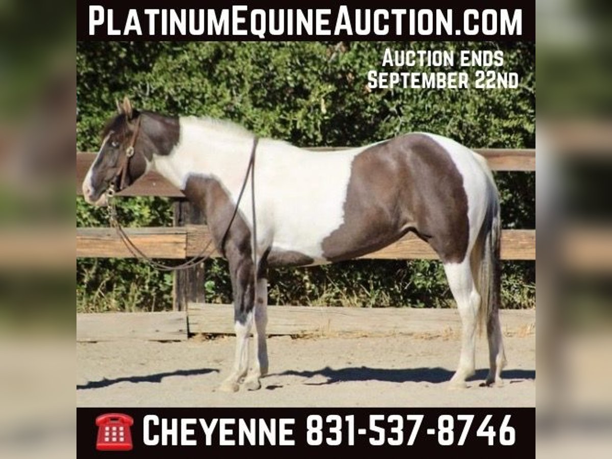 Quarter horse américain Jument 4 Ans Grullo in Bitterwater CA