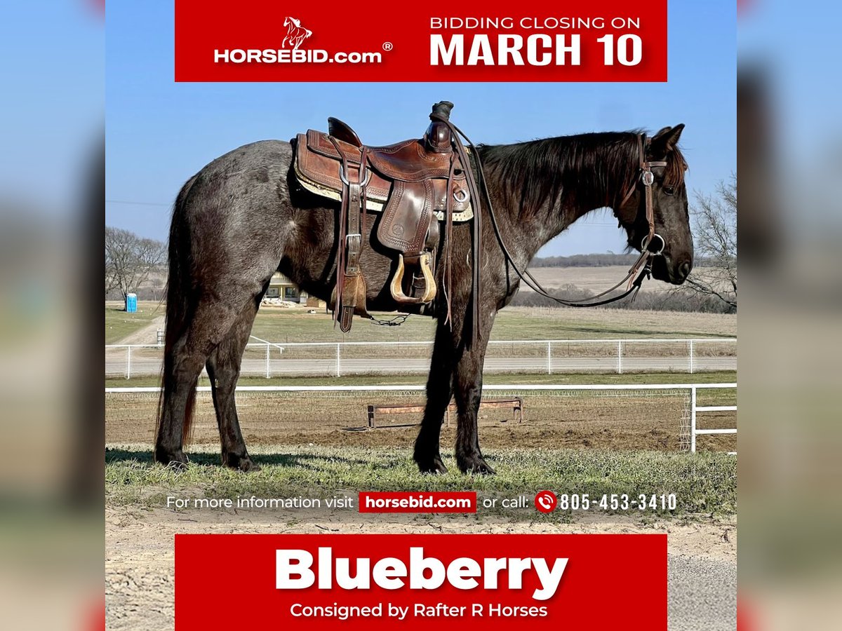 Quarter horse américain Jument 5 Ans 142 cm Rouan Bleu in Whitesboro, TX