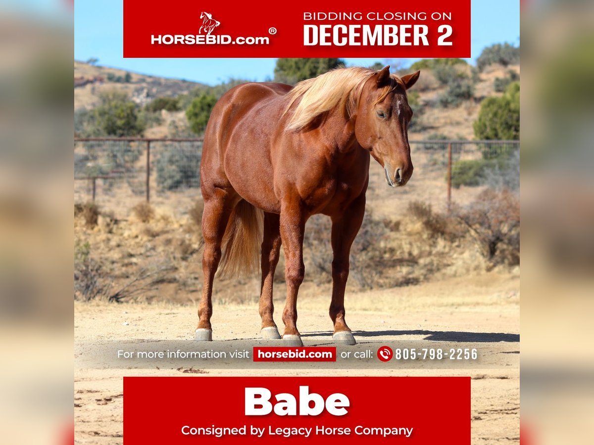 Quarter horse américain Jument 5 Ans 145 cm Alezan cuivré in Dewey, AZ