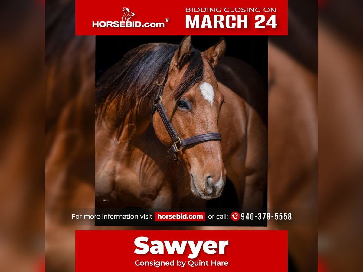 Quarter horse américain Croisé Jument 5 Ans 145 cm Isabelle in Whitesboro, TX