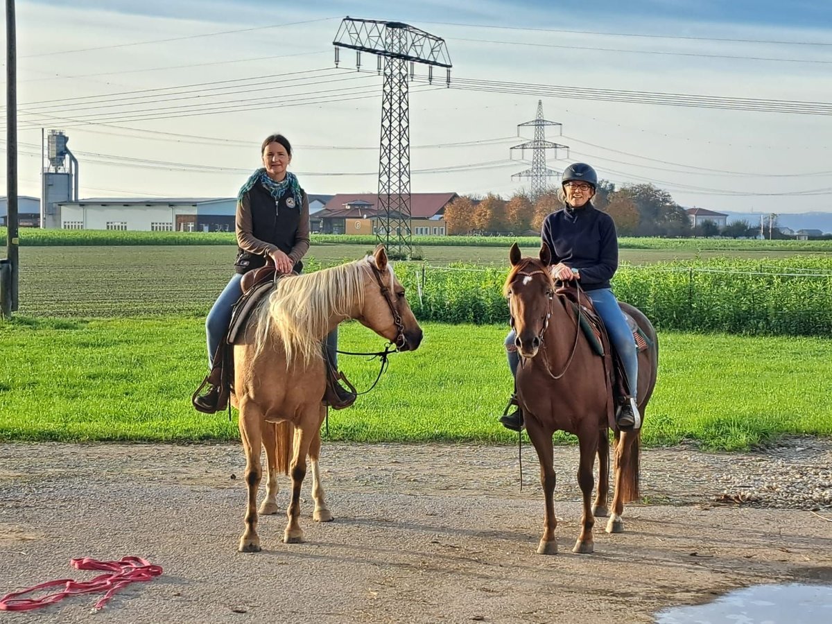 Quarter horse américain Jument 5 Ans 146 cm Alezan brûlé in Burgkichen