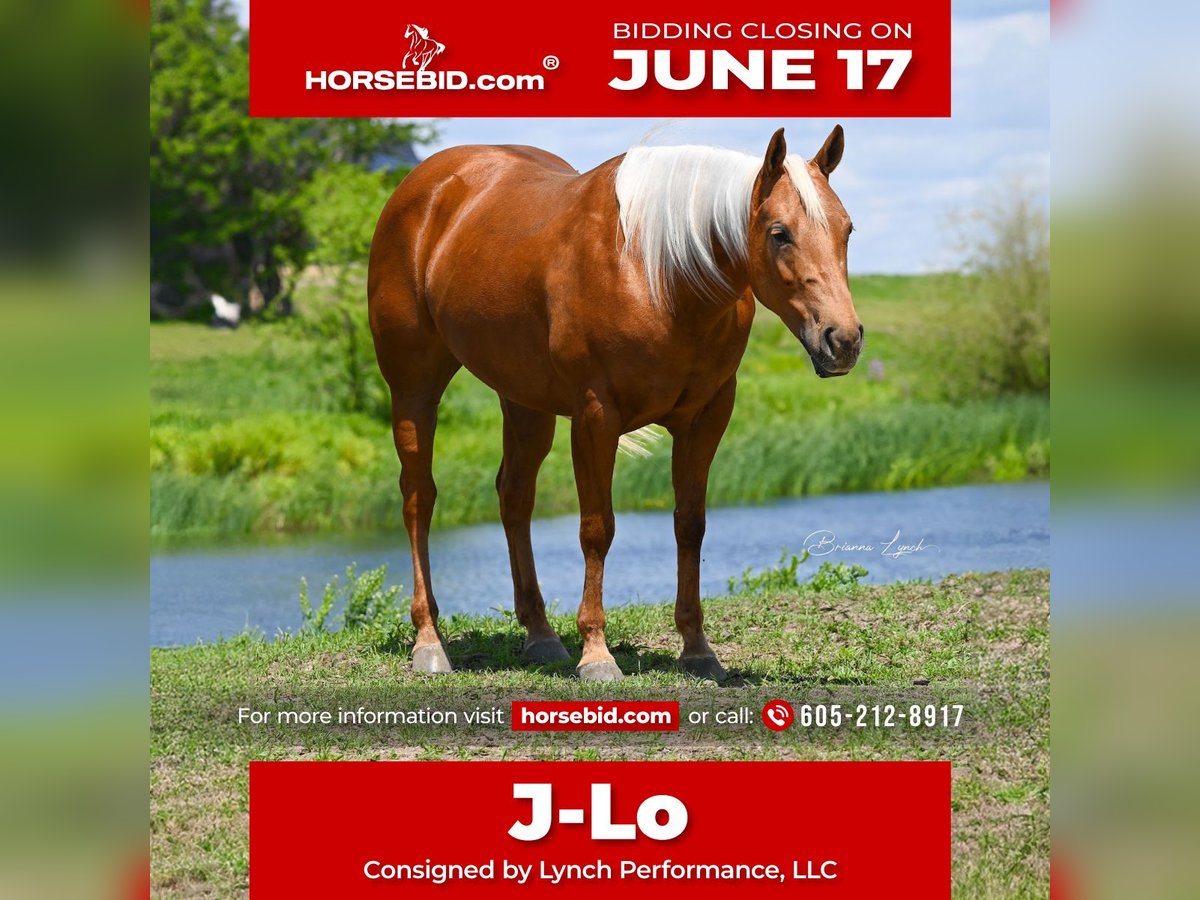 Quarter horse américain Jument 5 Ans 147 cm Palomino in Canistota, SD