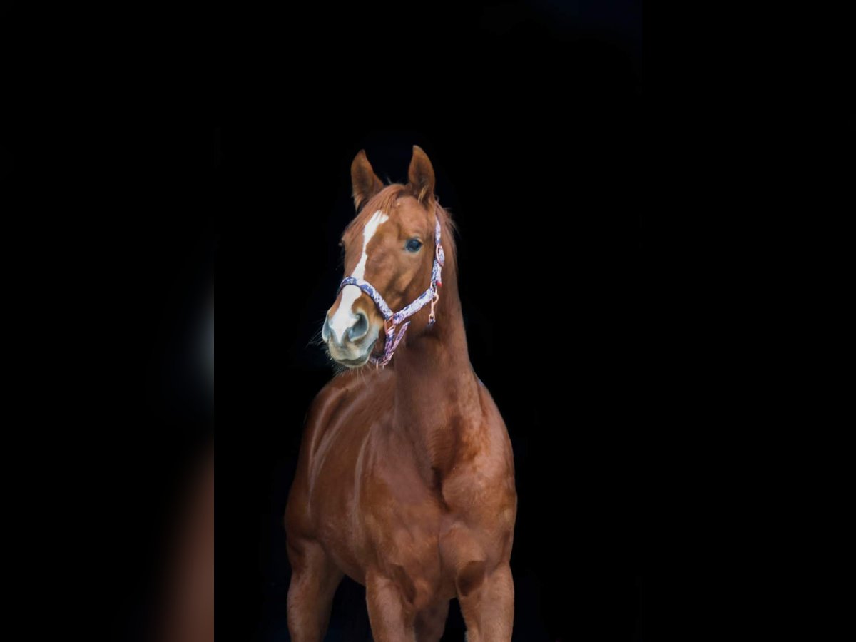 Quarter horse américain Jument 5 Ans 148 cm Alezan in Weert