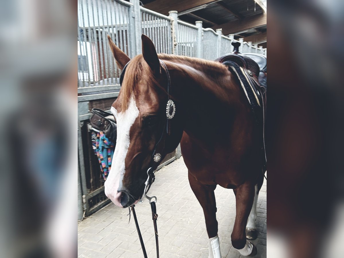 Quarter horse américain Jument 5 Ans 148 cm Alezan in Rhede