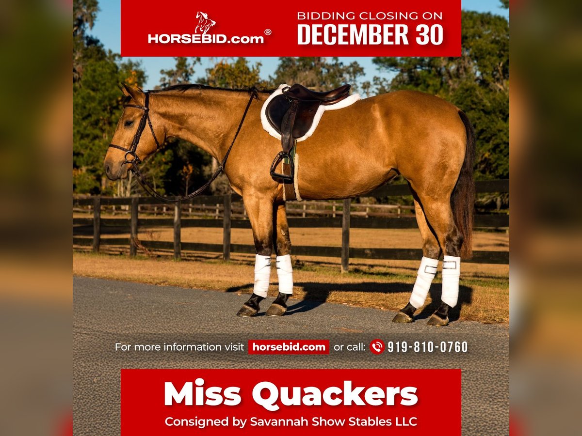 Quarter horse américain Jument 5 Ans 150 cm Buckskin in Ocala, FL