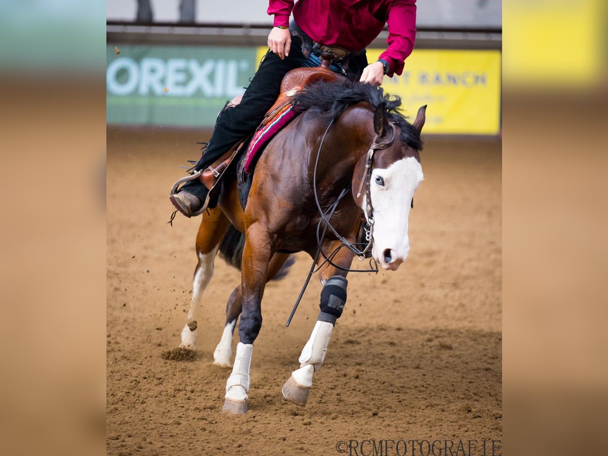 Quarter horse américain Jument 5 Ans 150 cm in Rhede