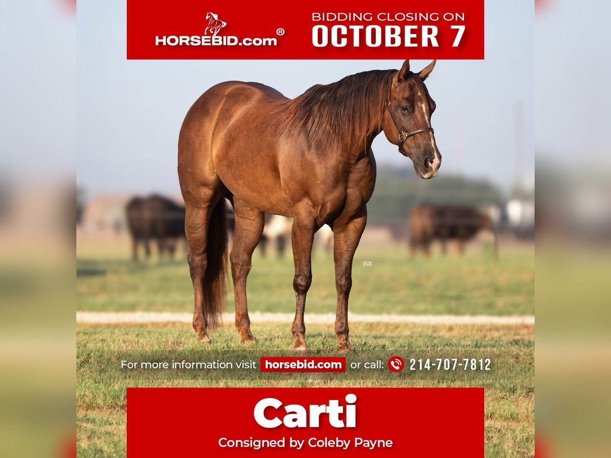 Quarter horse américain Jument 5 Ans 152 cm Alezan cuivré in Stephenville, TX