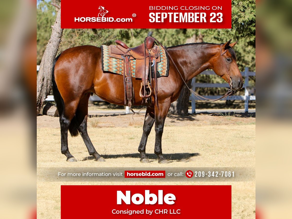 Quarter horse américain Jument 5 Ans 152 cm Bai cerise in Waterford, CA