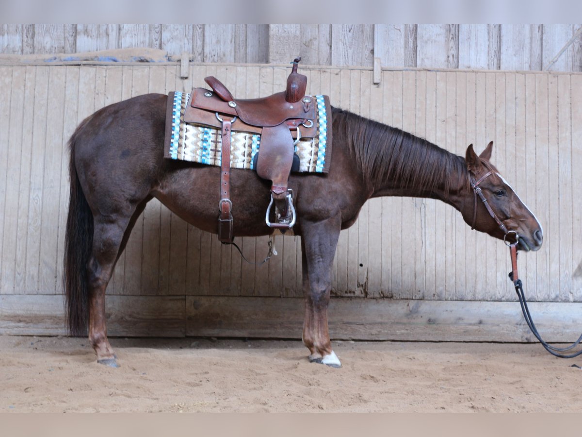 Quarter horse américain Jument 5 Ans 154 cm Alezan brûlé in Reichelsheim