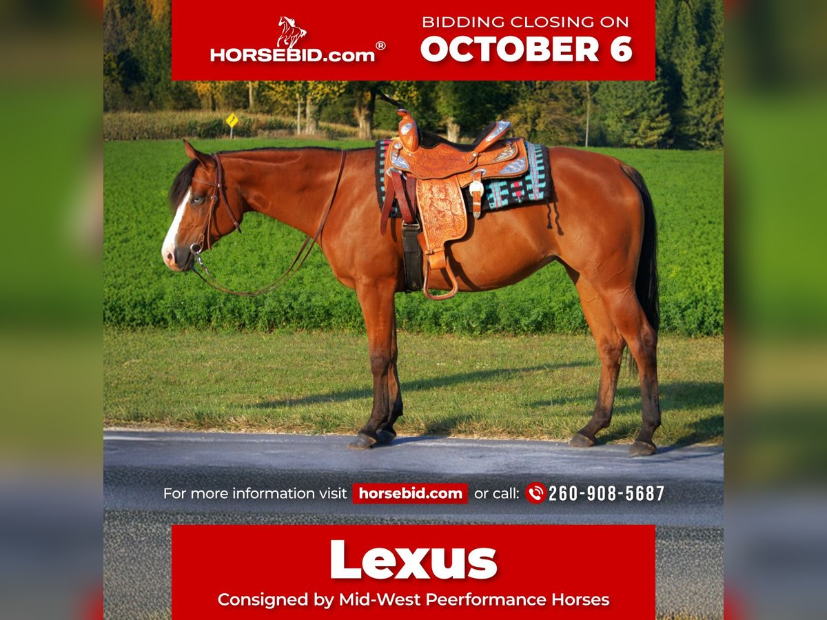 Quarter horse américain Jument 5 Ans 155 cm Bai cerise in Saint Joe