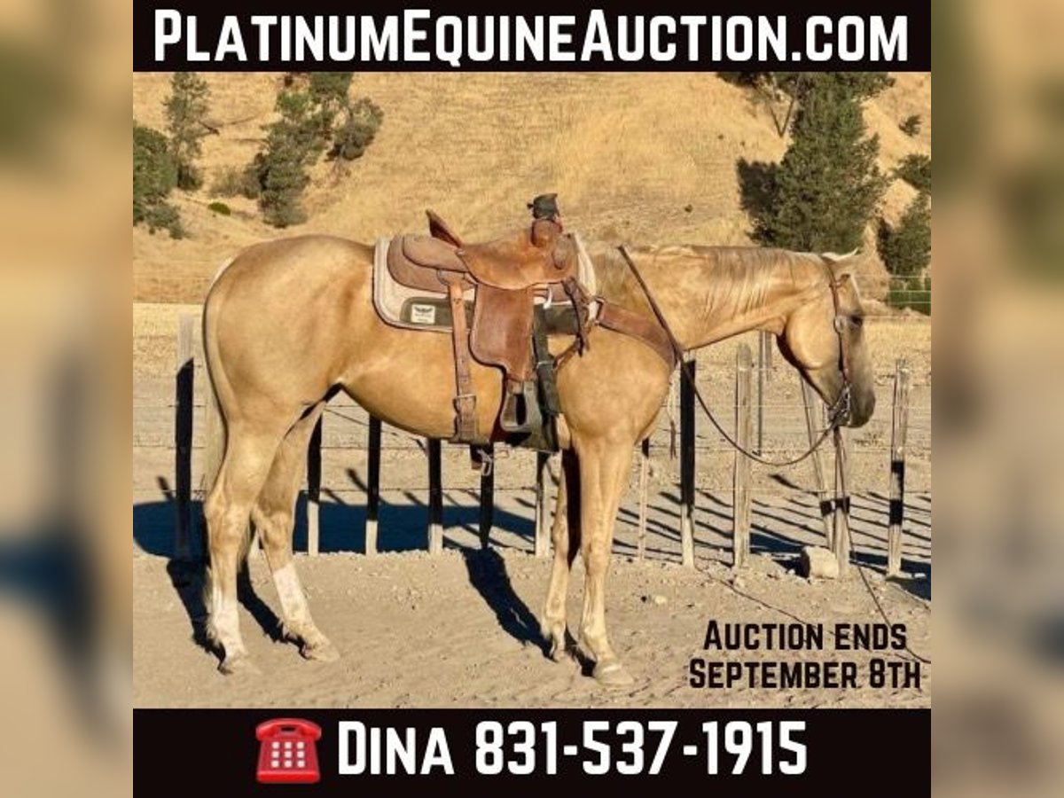 Quarter horse américain Jument 5 Ans 155 cm Palomino in Paicines CA