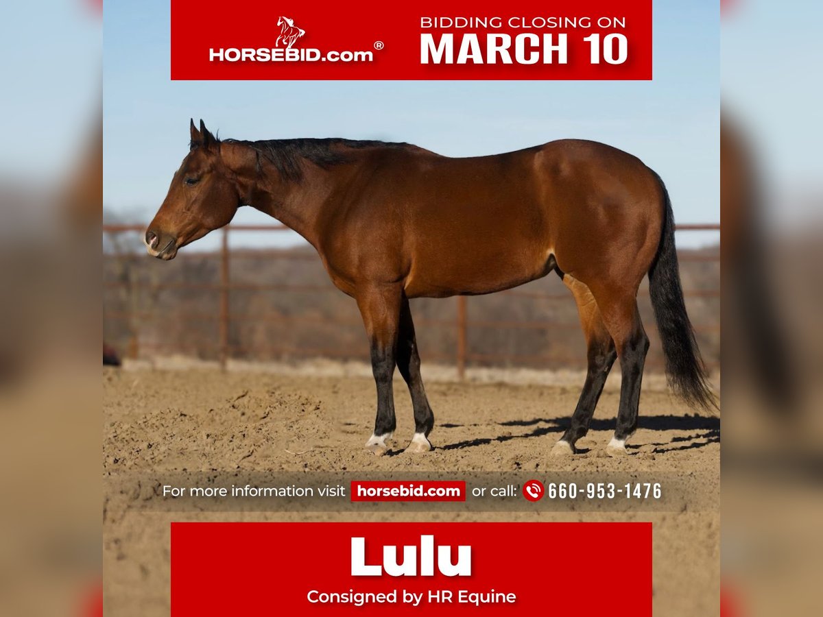 Quarter horse américain Jument 5 Ans 157 cm Bai cerise in Princeton, MO