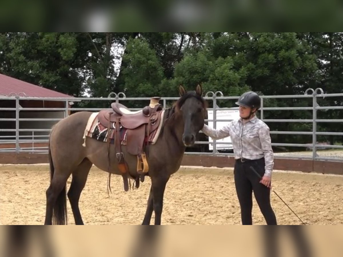 Quarter horse américain Jument 5 Ans Grullo in CAUMONT Quarter horse américain Jument 5 Ans Grullo in CAUMONT
