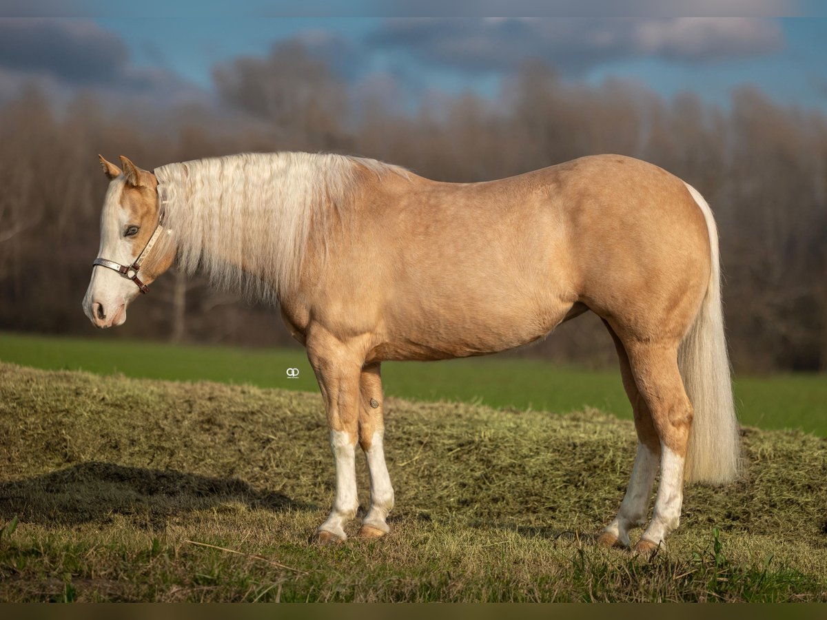 Quarter horse américain Jument 5 Ans Palomino in Parma