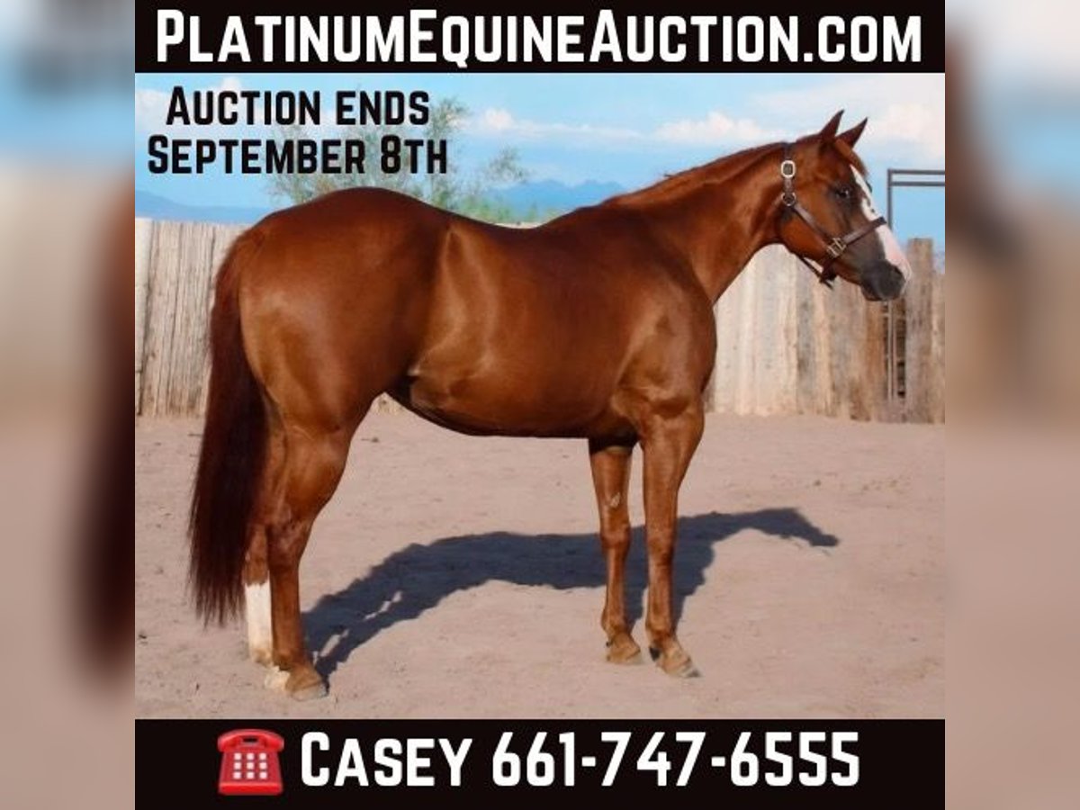 Quarter horse américain Jument 6 Ans 142 cm Alezan brûlé in Scottsdale AZ