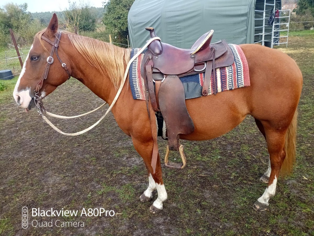 Quarter horse américain Jument 6 Ans 146 cm Alezan in Osterburg