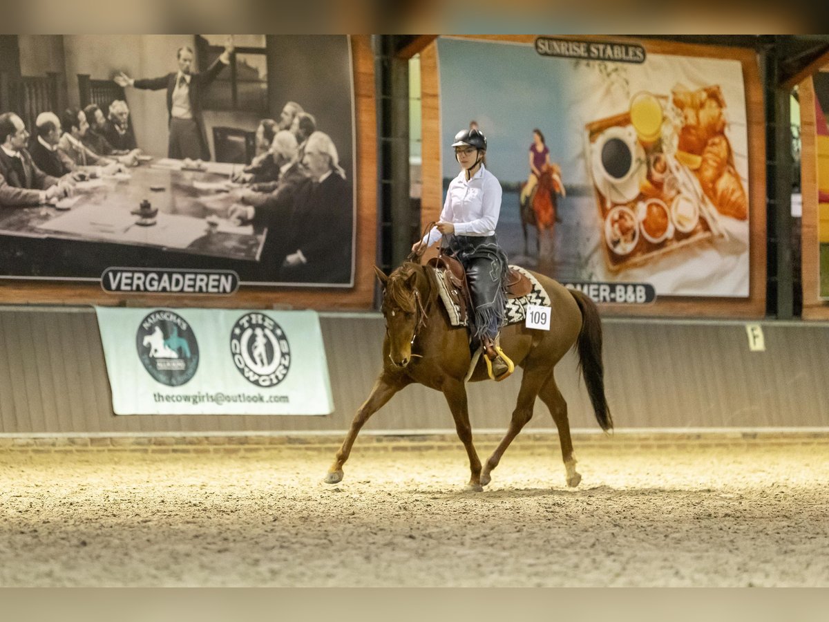 Quarter horse américain Jument 6 Ans 150 cm Alezan cuivré in Hengelo (Gld)