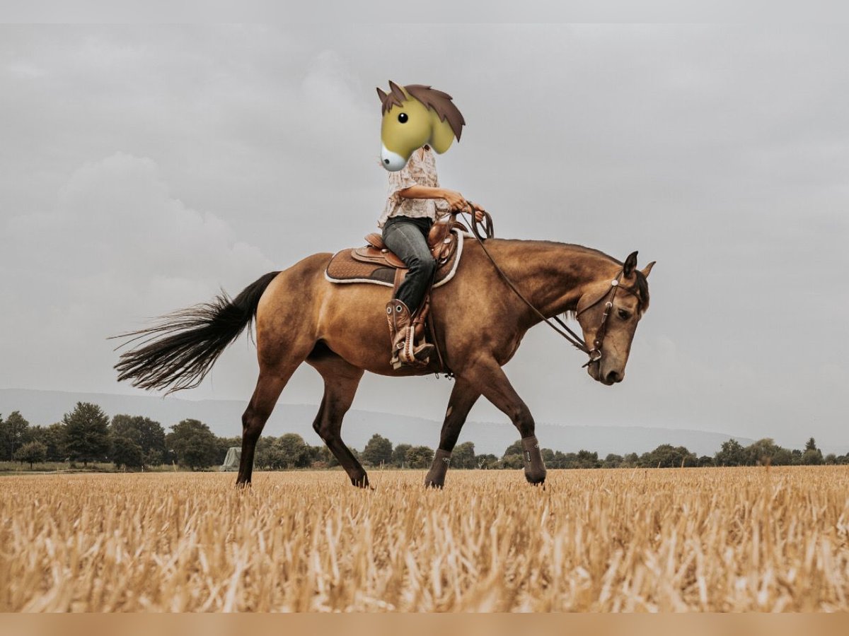 Quarter horse américain Jument 6 Ans 150 cm Buckskin in Springe