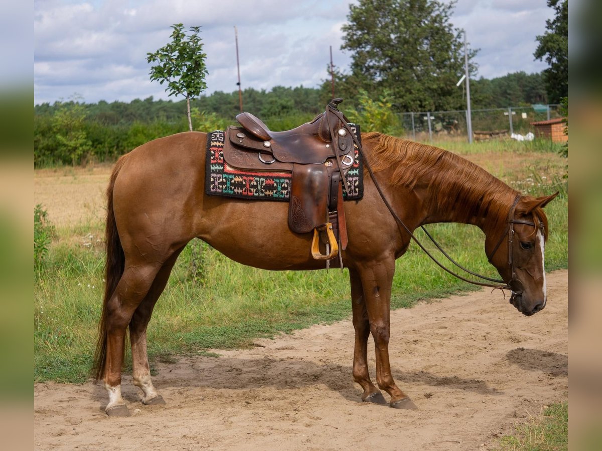 Quarter horse américain Jument 6 Ans 154 cm Alezan in L&#xFC;bben (Spreewald)
