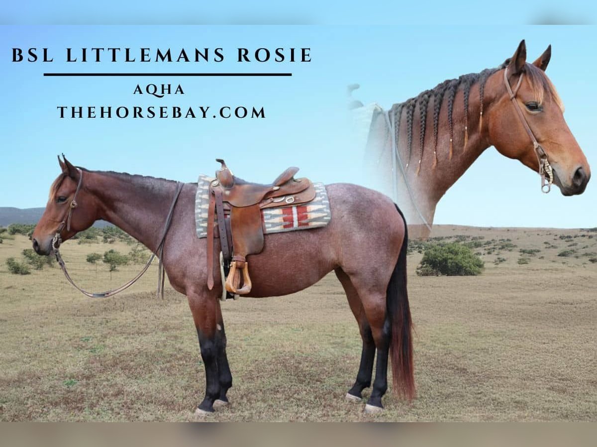 Quarter horse américain Jument 6 Ans 155 cm Roan-Bay in Fountain Inn, SC